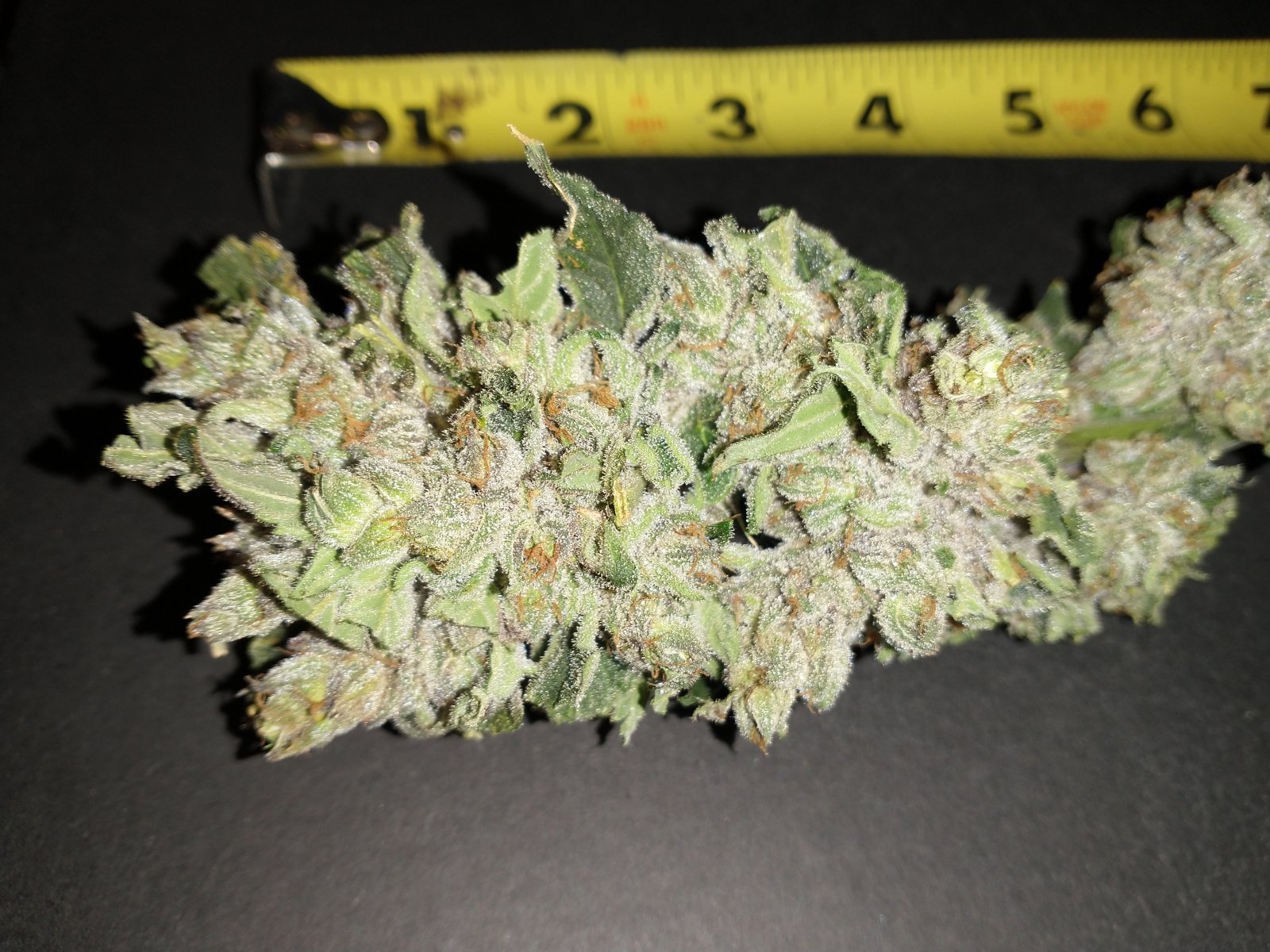Green Crack After Harvest Pics of odd looking buds (2).jpg