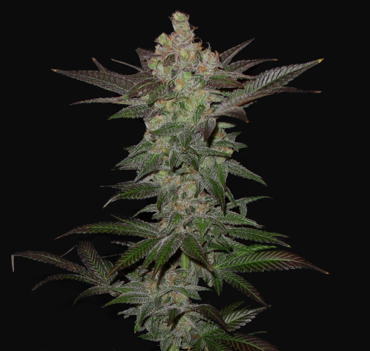 greencrack2_1200w.png