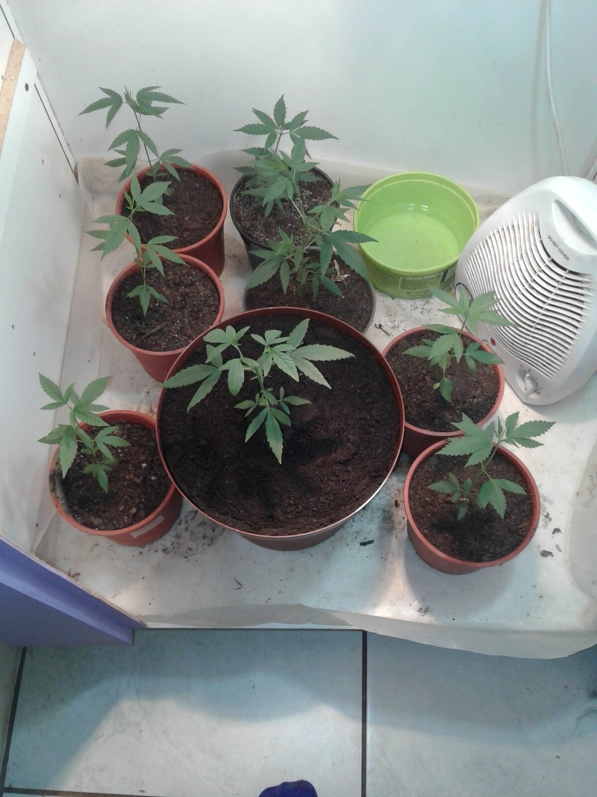Grow cupboard group new pot.jpg