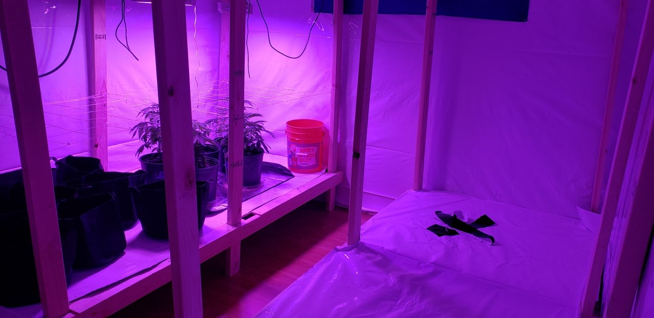 grow room finished.jpg