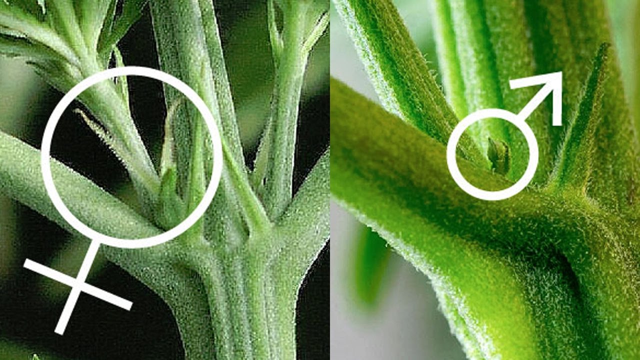 Growing-Cannabis-Plants-Training.jpg