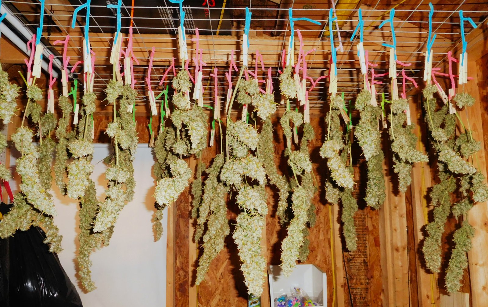 GT Harvest and drying (2).JPG