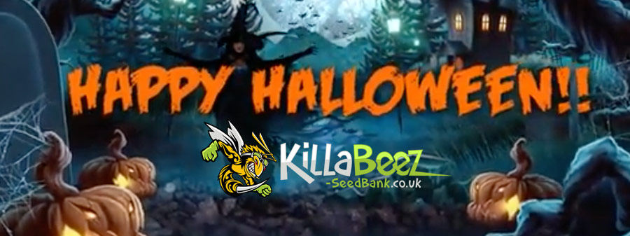 Halloween-Killabeez-seedbank.jpeg