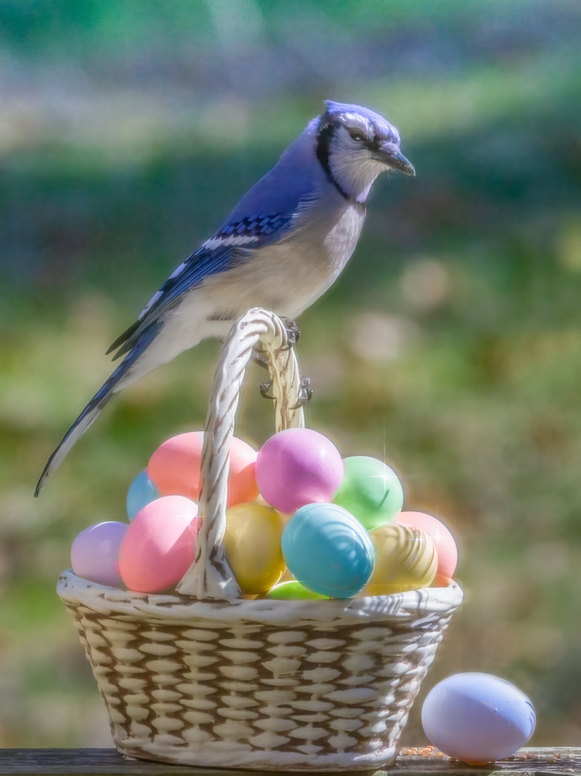 Happy Easter Bluejay.jpg
