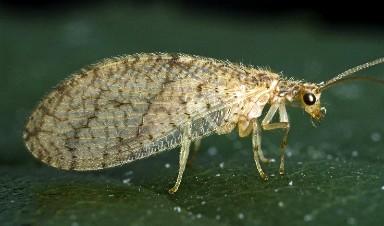 HGIC_insects_brownlacewing_384x226_nt.jpg