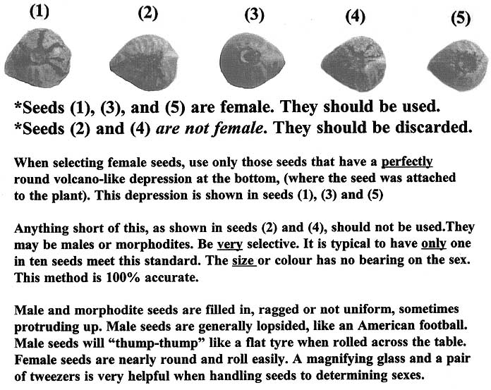 Identifying Female Cannabis Seeds.jpg