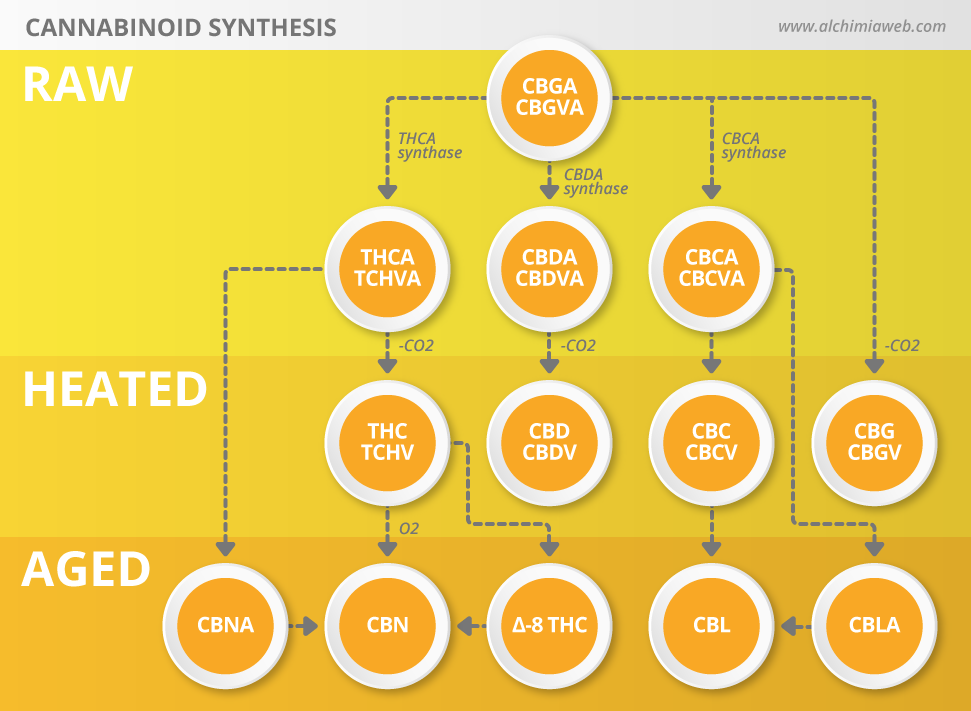 infografia-sintesi-cannabionids-en.png