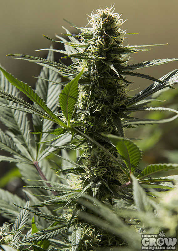 Jack-Herer-Cannabis-Seeds.jpg