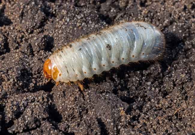 june-bug-larvae.jpg