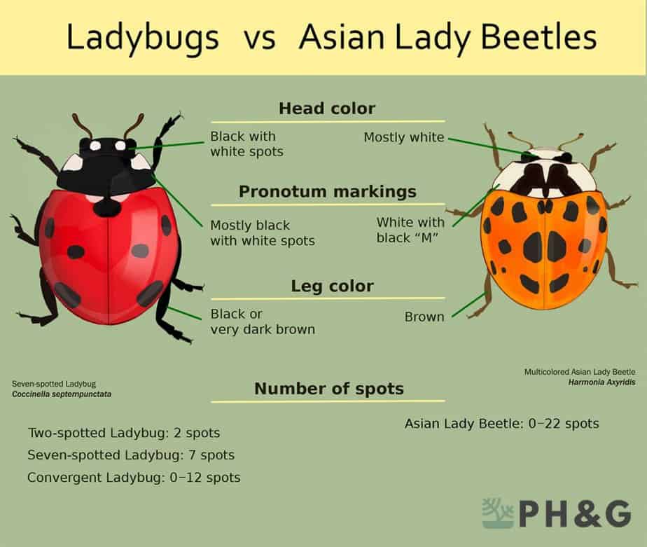 ladybug-vs-asian-beetle-infographic-1024x866.jpg
