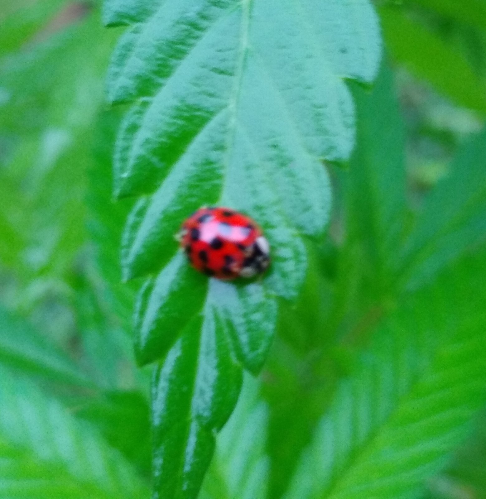 Ladybug1.jpg