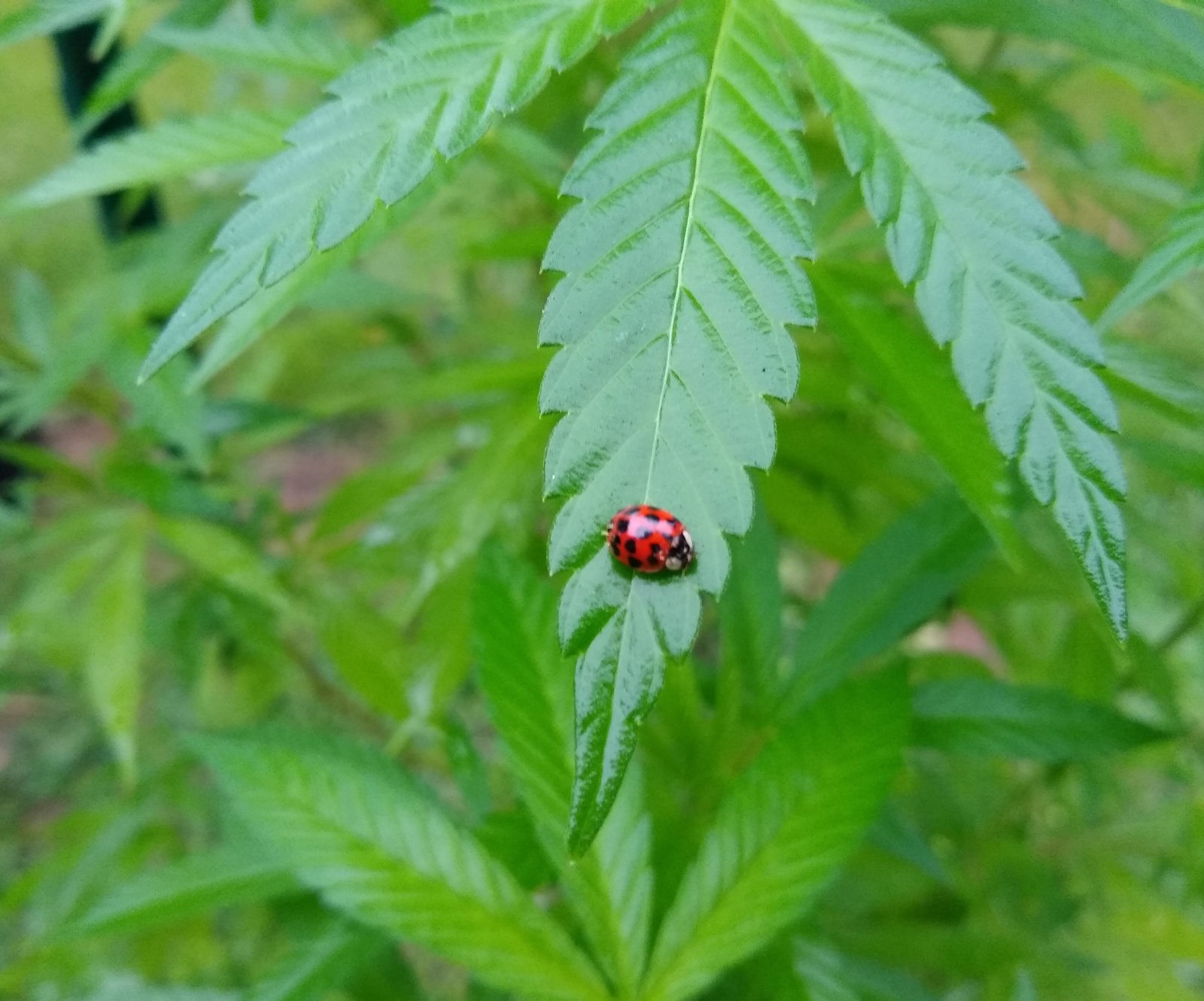 Ladybug2.jpg