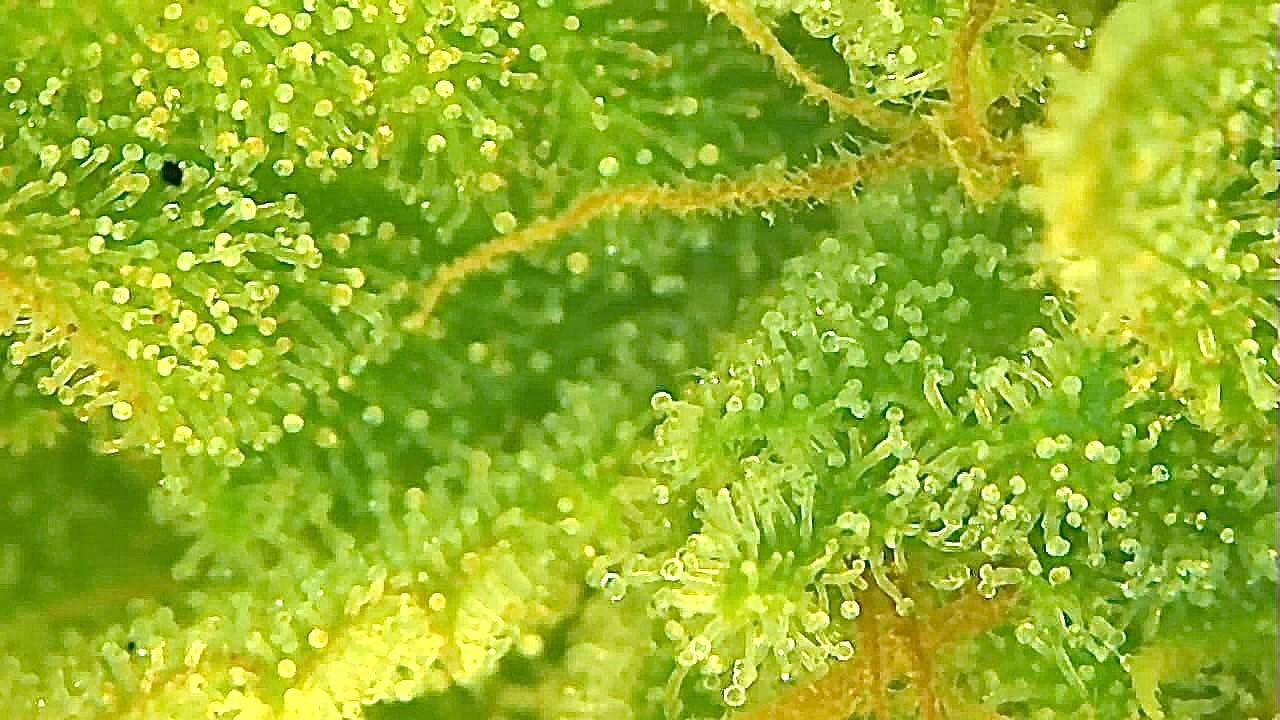 Last trichome shot and I believe this is 10 percent amber.jpg