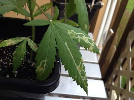 leaf-miner-marks-on-cannabis-leaf-sm.jpg