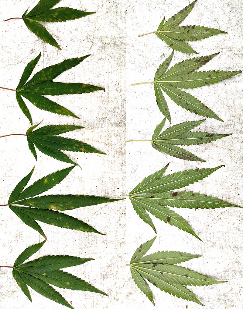 leaf_mold1.jpg