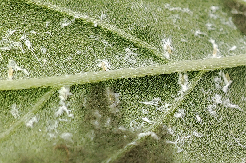 leaf_mold_and_bug_egg1.jpg