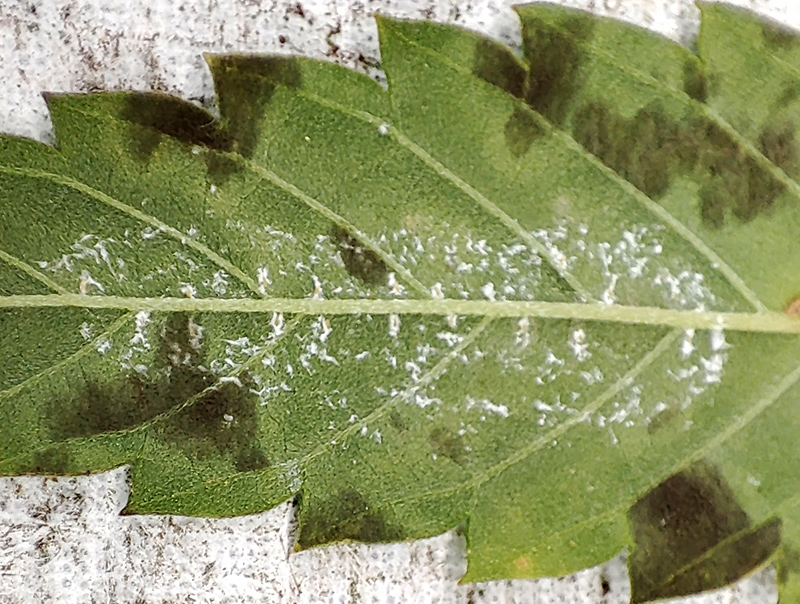 leaf_mold_and_bug_eggs.jpg