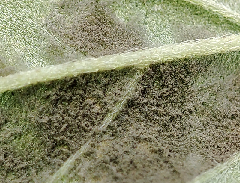 leaf_mold_closeup2.jpg