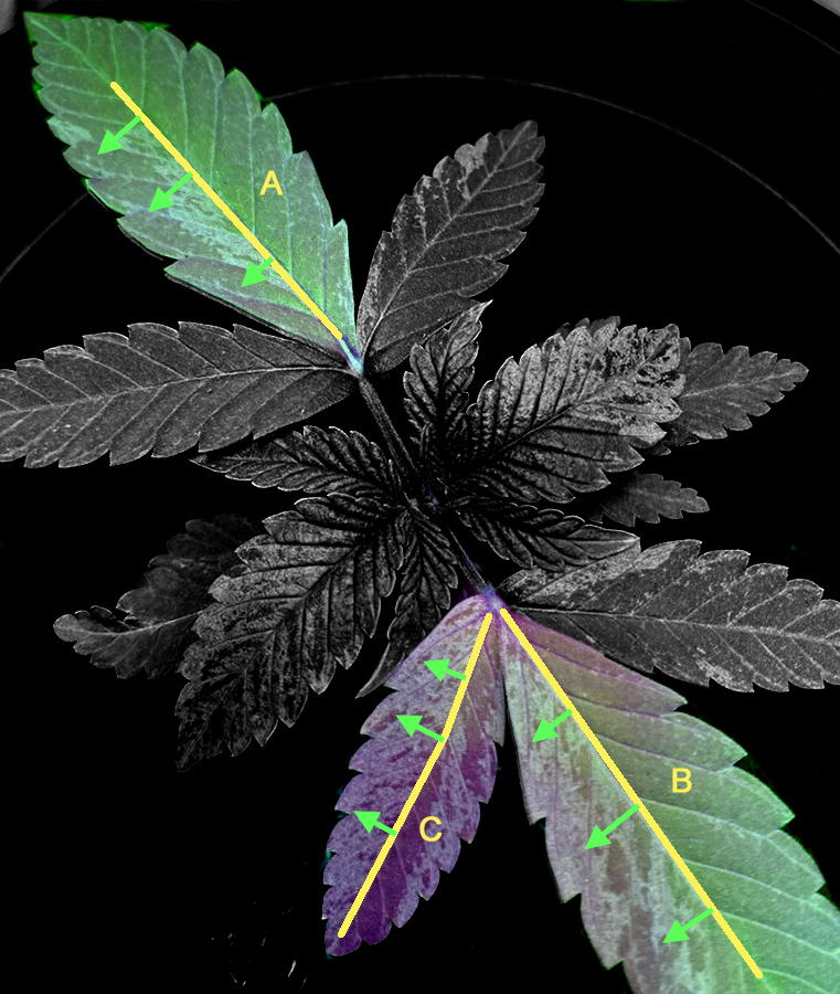 leaf_variegation_analysis1.jpg