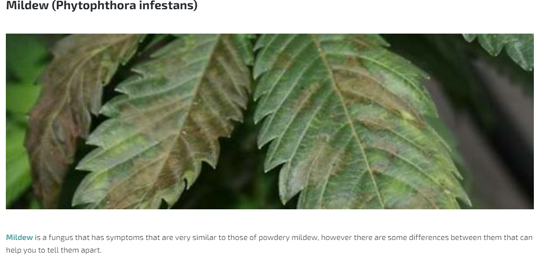 Leaves damaged due to mildew..PNG