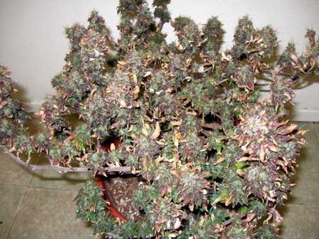 led-burnt-cannabis-buds-turned-red-sm.jpg