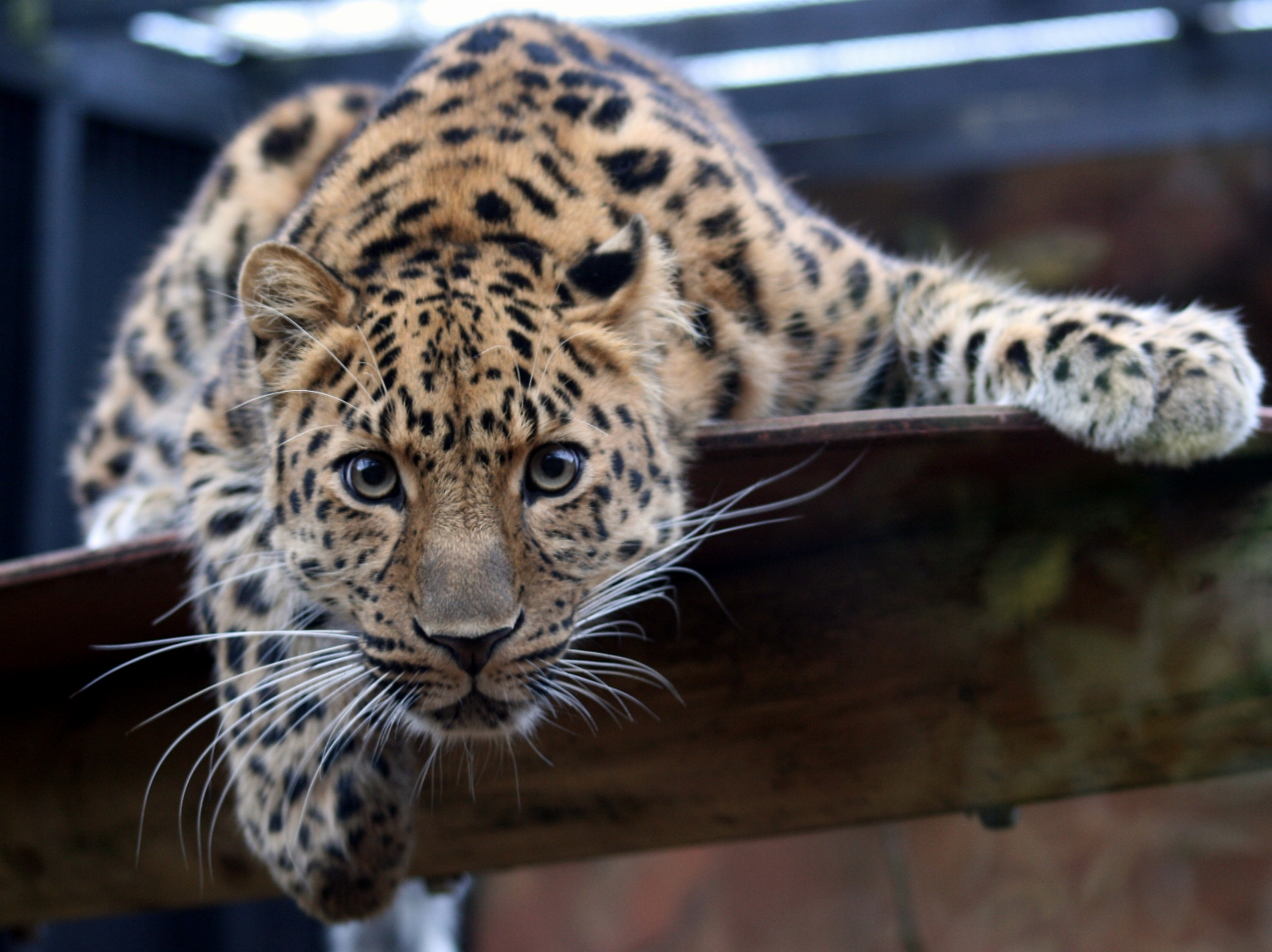 Leopard_in_the_Colchester_Zoo.jpg
