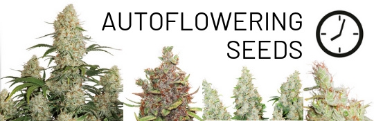 lowyder-hanfsamen-order-seeds-autoflower-95.jpg