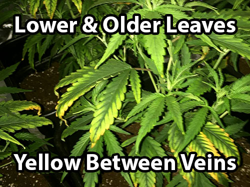 The lower and older leaves start turning yellow between the veins when a cannabis plant gets a magnesium deficiency
