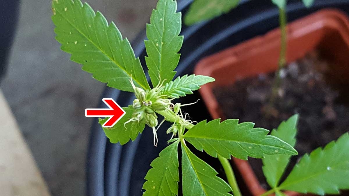 male-cannabis-plant-with-pistils-is-hermie.jpg