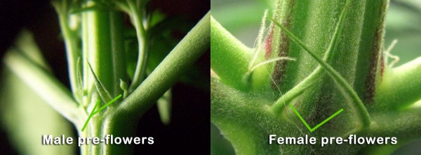 male-female-preflowers.jpg