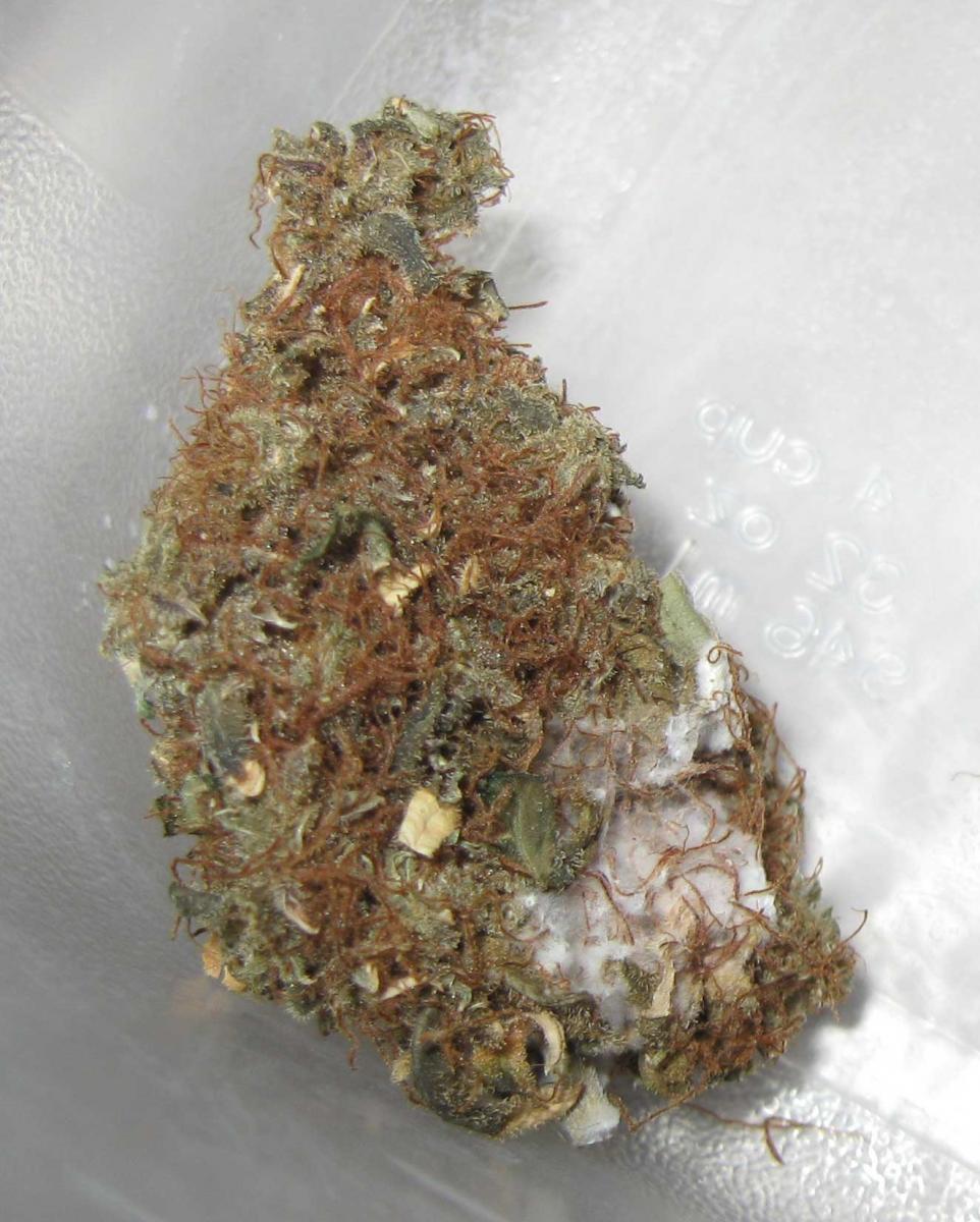 marijuana-buds-white-mold.jpg