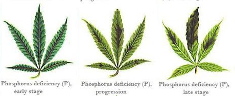 marijuana-deficiency-chart-21.jpg
