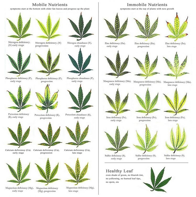 marijuana-deficiency-chart-748x750.jpg