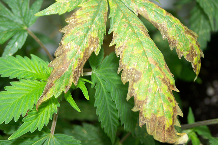 Marijuana-Plants-With-Nutrient-Burn.jpg