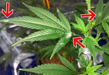 marijuana-powdery-white-mildew-bad-leaf-sm.jpg