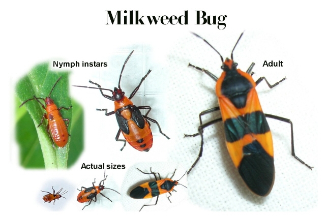milkweed-bug-nymph-development.jpg