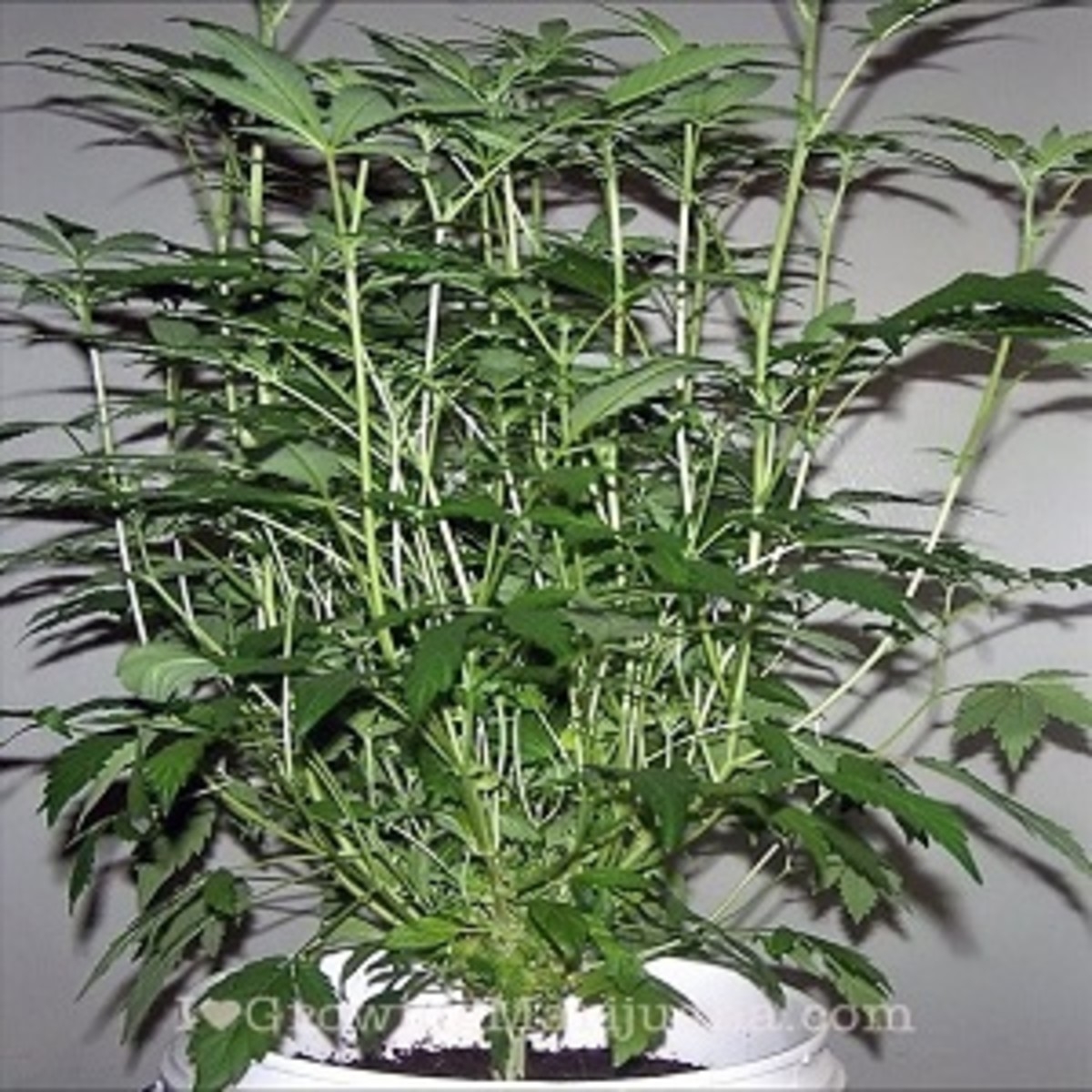 monster-cropping-marijuana-plants.jpg