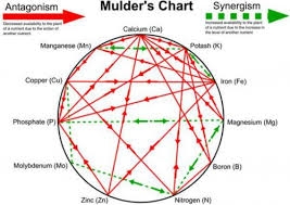 mulders chart.jpg