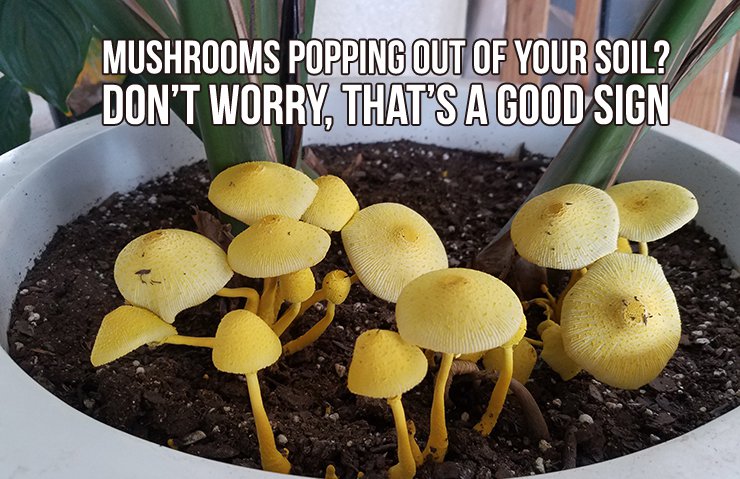mushrooms-min.jpg