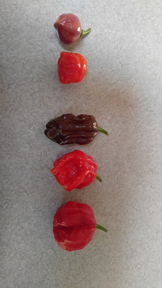 my peppers.jpg