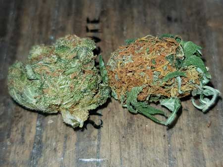 natural-vs-pgr-grown-cannabis-buds-sm.jpg