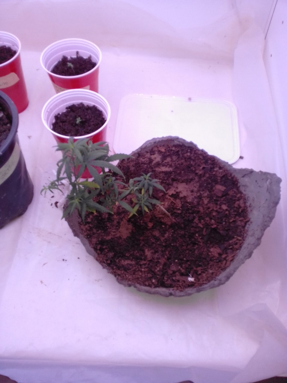 New grow bonsai stitch and cali.jpg