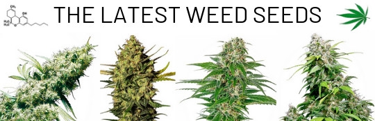 newest-weed-seeds-cannabisseeds-cannapot-hempshop.jpg