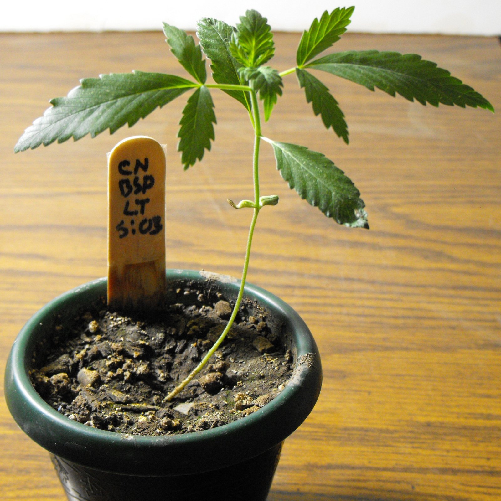 NHN - Plant at L0 - Cannabis.JPG