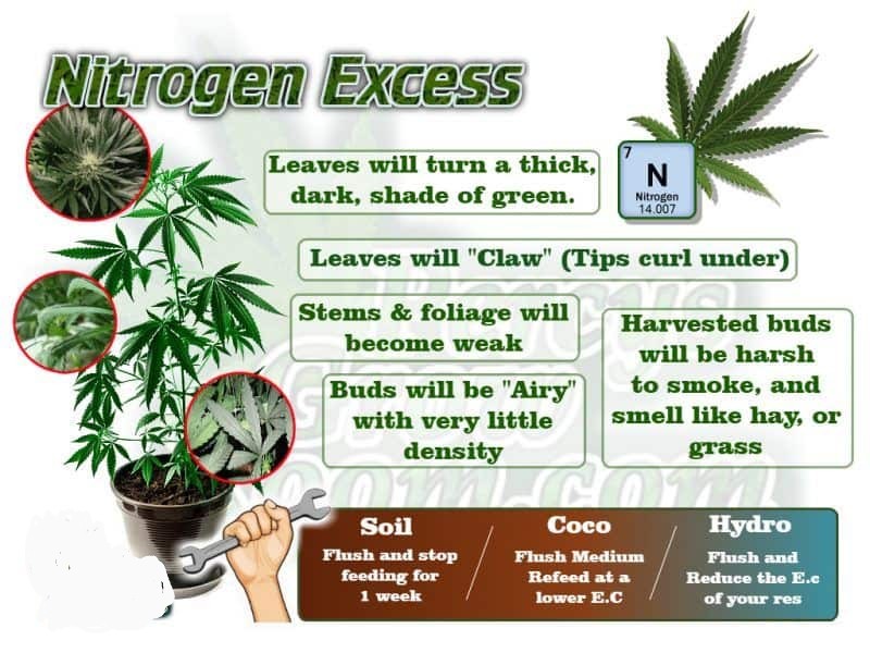 nitrogen-excess-in-a-cannabis-plant-e1555085534592~2.jpg