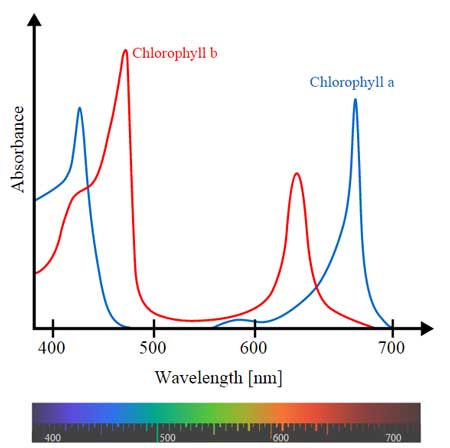 nnabis-photosynthesis-light-spectrum-absorbance-sm.jpg