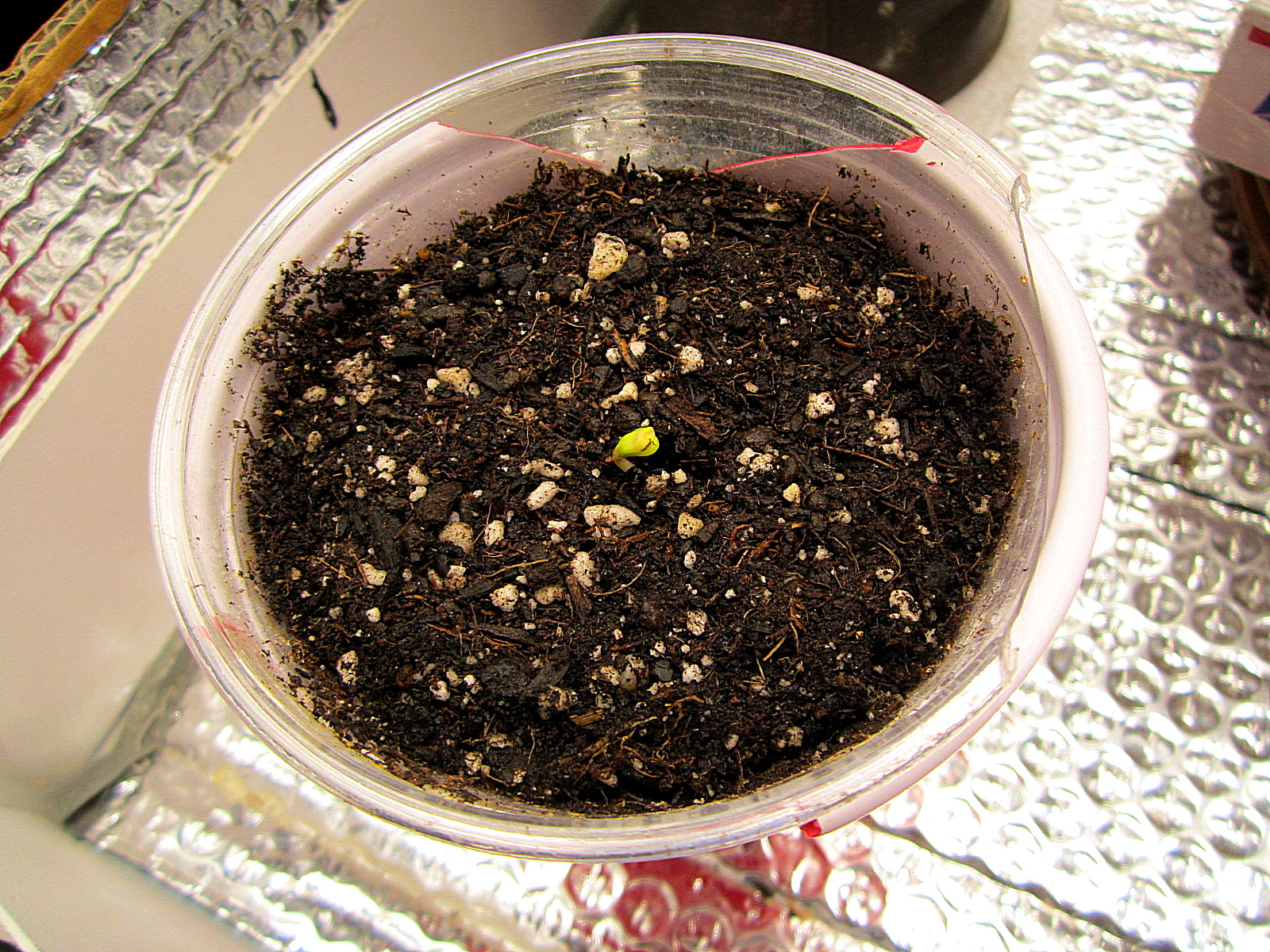 Northern Light sprout 3-10-21.jpg