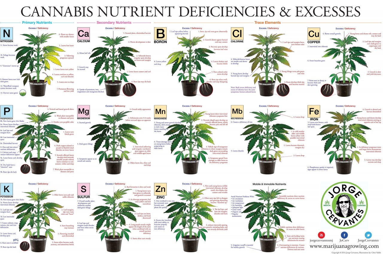 nutrient chart.jpg
