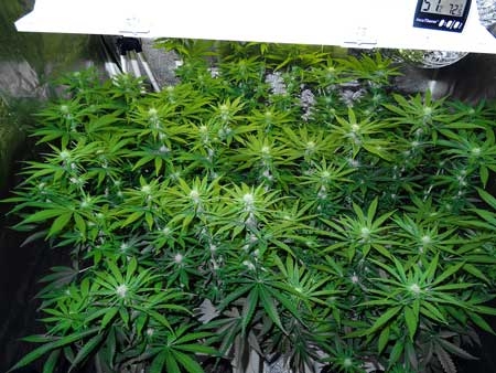 ny-colas-canopy-due-to-marijuana-plant-training-sm.jpg