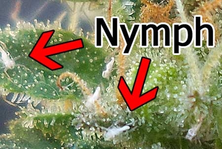 nymph-aphids-on-cannabis-bud-sm.jpg